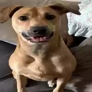 adoptable Dog in Conroe, TX named Daisy